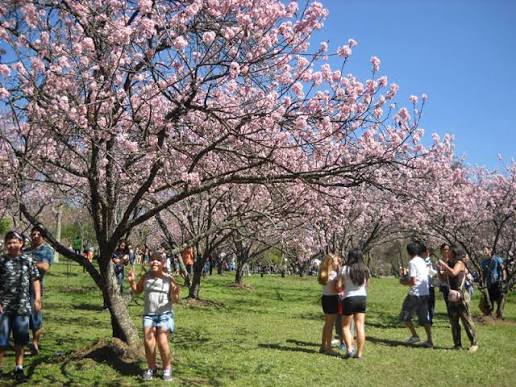 Fotografia colorida em plano médio e ângulo normal, tirada ao ar livre em um dia ensolarado.  Em primeiro plano, o gramado verde e bem iluminado serve de cenário para diversas pessoas espalhadas por um parque repleto de cerejeiras em plena floração.  À esquerda: Uma menina sorridente, vestindo blusa branca e shorts jeans, faz um sinal de "paz e amor" com as duas mãos, posando logo abaixo dos galhos de uma grande cerejeira. Perto dela, um garoto de camiseta camuflada escura e um homem de camiseta azul observam a movimentação.  Ao centro e à direita: Grupos de pessoas passeiam e conversam. Duas jovens de costas conversam perto de um rapaz com camiseta branca e bermuda cinza. Mais à direita, um casal caminha junto, e outras pessoas aparecem dispersas ao fundo.  O grande destaque da imagem são as copas das cerejeiras, que formam um teto natural densamente coberto por flores em tons de rosa-claro. Os galhos escuros e retorcidos contrastam com a delicadeza das flores e o verde intenso da grama.  Ao fundo, a linha de árvores se estende, revelando mais visitantes do parque sob um céu azul límpido e sem nuvens.