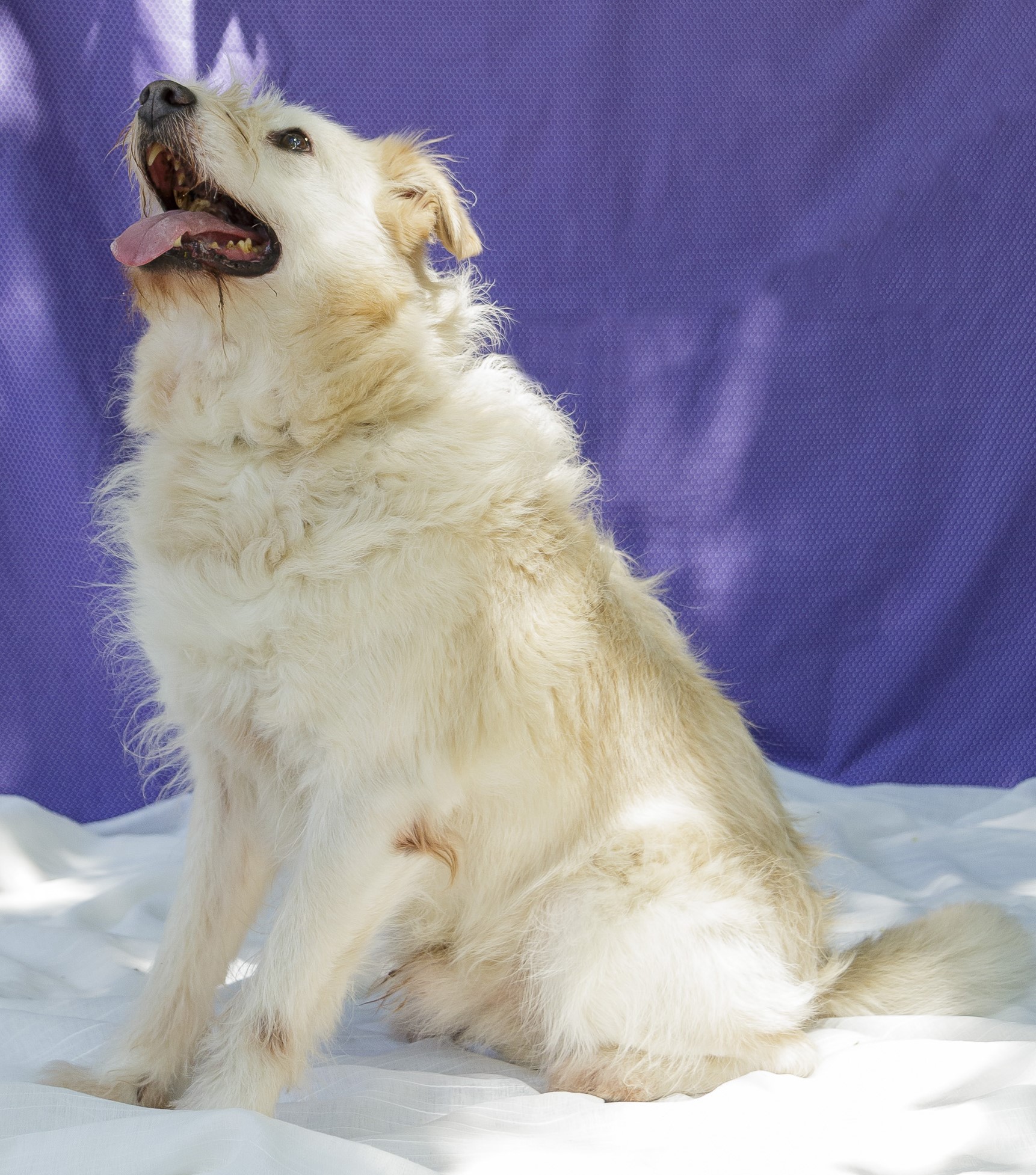  #PraCegoVer: Scobby é um cachorro de pelagem grande e branca, possui olhos pretos e está sentado olhando para cima com a língua para fora 